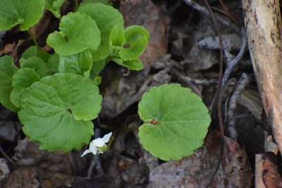 Viola renifolia, photographed by Syd Cannings