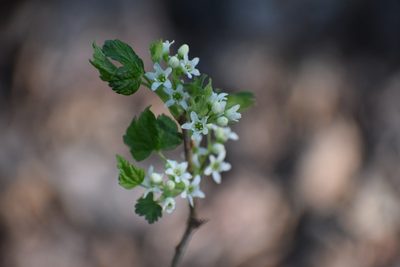 Ribes hudsonianum, photographed by Syd Cannings
