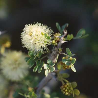 Ebenopsis confinis, photographed by Bill Levine