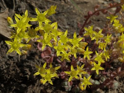 Sedum debile, photographed by Jim Morefield