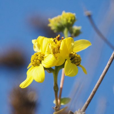 Viguiera deltoidea, photographed by Bill Levine