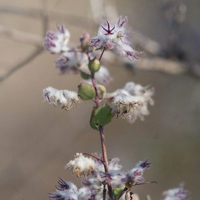 Condea laniflora, photographed by Bill Levine