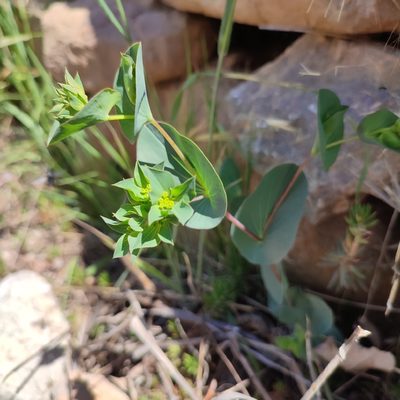 Bupleurum rotundifolium, photographed by Quentin Groom