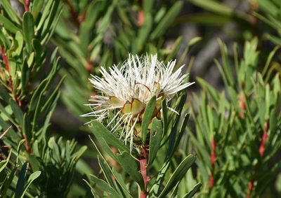 Protea lanceolata, photographed by Justin Ponder