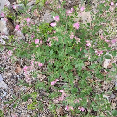 Ononis rotundifolia, photographed by Quentin Groom