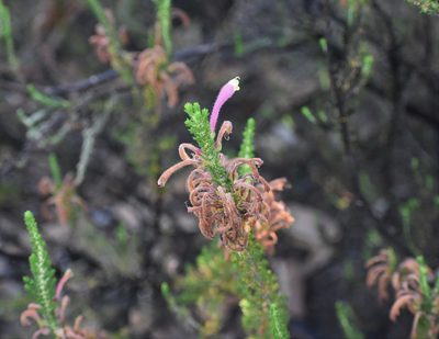 Erica densifolia, photographed by Justin Ponder