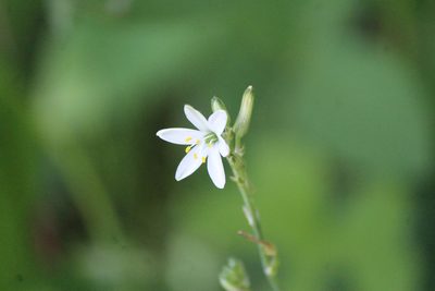 Echeandia nana, photographed by José Belem Hernández Díaz