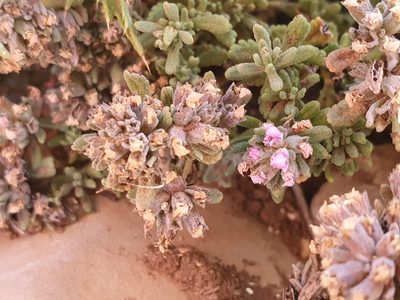 Teucrium capitatum, photographed by Mehdi Chetibi