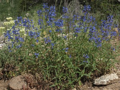 Penstemon watsonii, photographed by Jim Morefield