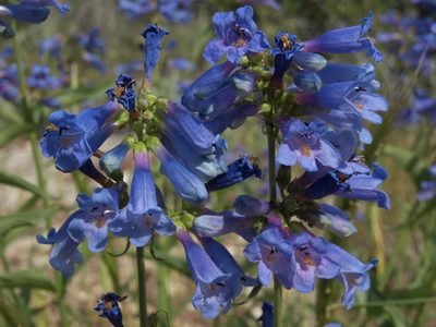 Penstemon watsonii, photographed by Jim Morefield