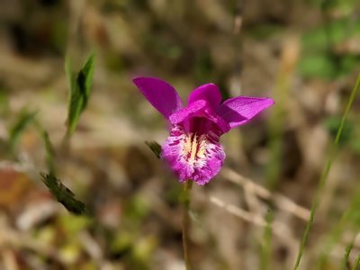 Arethusa bulbosa, photographed by Todd Boland