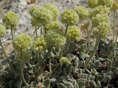 Eriogonum kingii, photographed by Jim Morefield