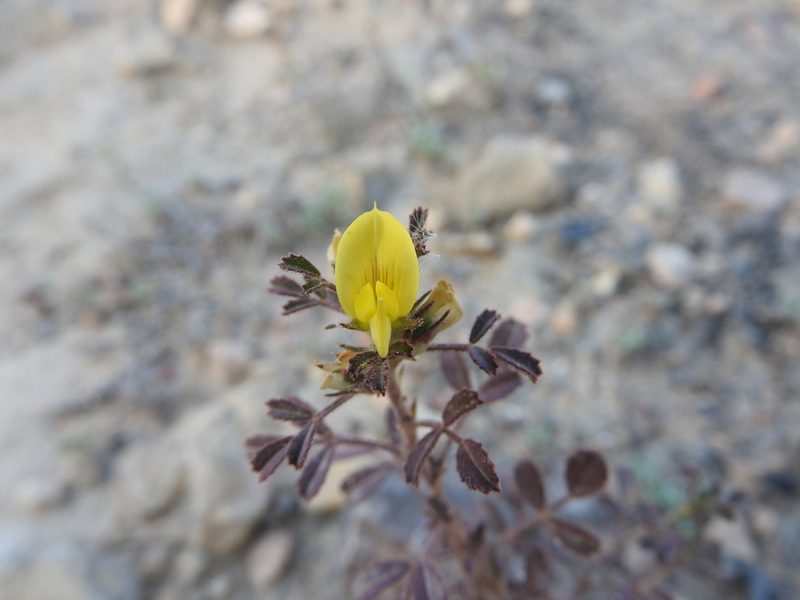 Ononis pusilla, photographed by Abdenour Kheloufi
