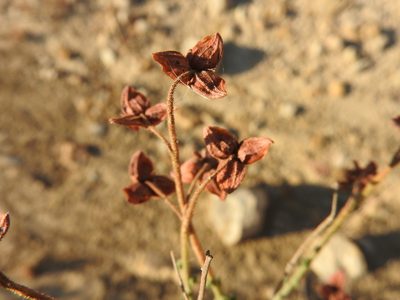 Fumana scoparia, photographed by Abdenour Kheloufi