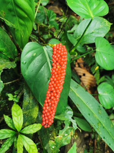 Anthurium bakeri, photographed by Elías Torres Arroyo