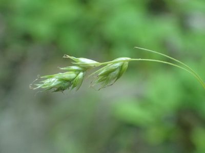 Carex deweyana, photographed by Allan Harris