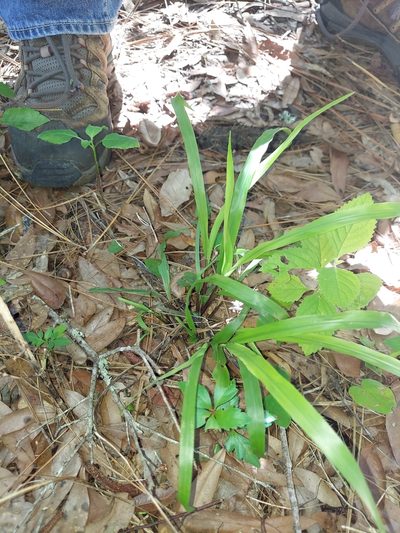 Paspalum scrobiculatum, photographed by Athena Philips
