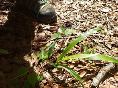 Paspalum scrobiculatum, photographed by Athena Philips