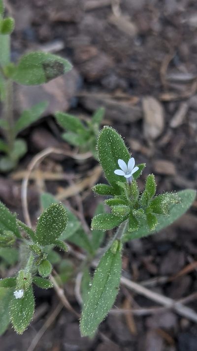 Allophyllum integrifolium, photographed by My-Lan Le