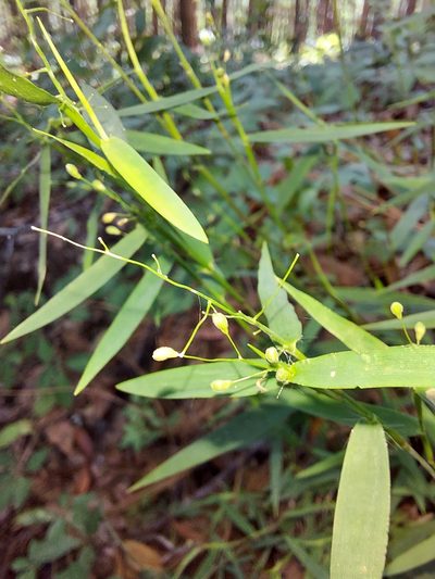 Dichanthelium patulum, photographed by Athena Philips