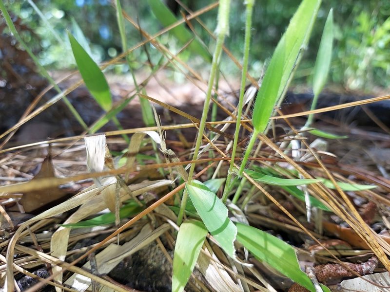 Dichanthelium ovale, photographed by Athena Philips