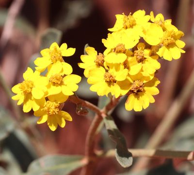 Psilostrophe tagetina, photographed by Catherine C. Galley