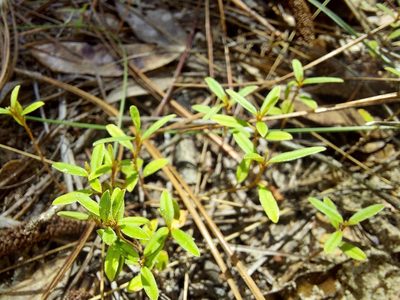 Croton michauxii, photographed by Athena Philips