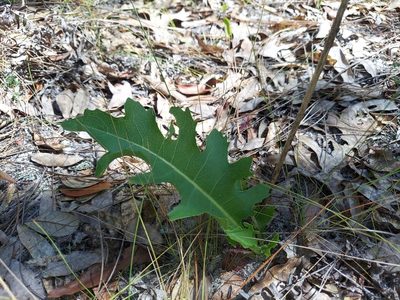 Silphium compositum, photographed by Athena Philips