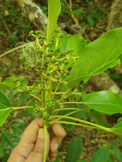 Oreopanax capitatus, photographed by Yolanda M. Leon