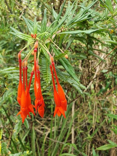 Fuchsia triphylla, photographed by Yolanda M. Leon
