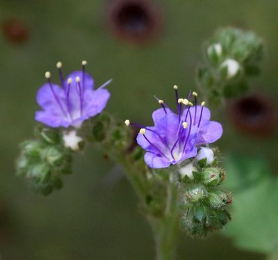 Phacelia congesta, photographed by Catherine C. Galley