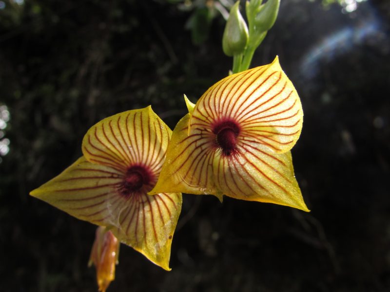 Telipogon nervosus, photographed by Nicolás Baresch Uribe