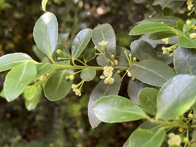 Ilex crenata, photographed by Reid Hardin