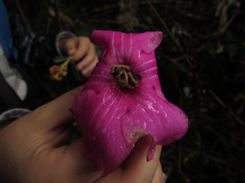 Symbolanthus anomalus, photographed by Nicolás Baresch Uribe