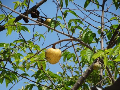 Annona reticulata, photographed by Juan Rafael Rodríguez Razgado