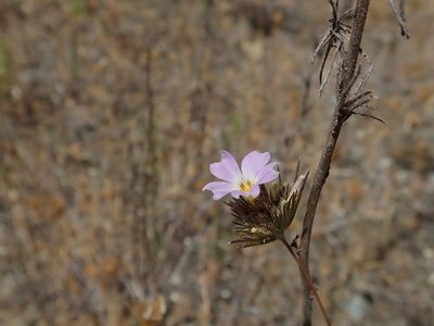 Leptosiphon grandiflorus, photographed by joergmlpts