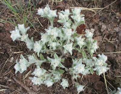 Gnaphalium palustre, photographed by sprcrkwild