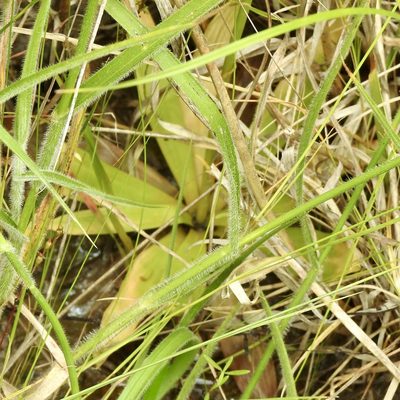 Aletris aurea, photographed by Laura Clark
