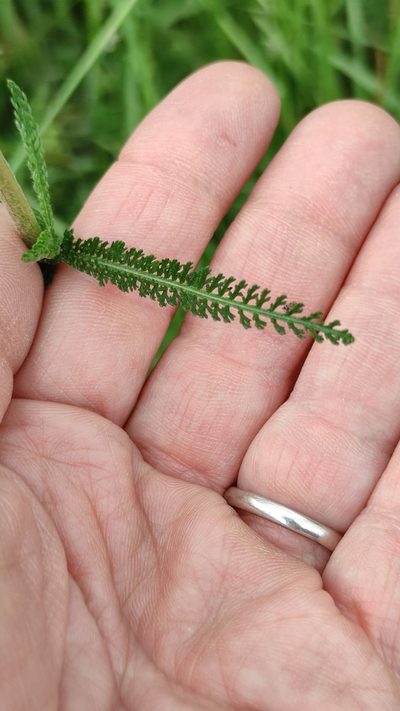 Achillea collina, photographed by Andrea Mologni