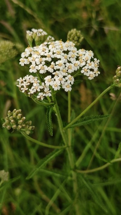 Achillea collina, photographed by Andrea Mologni