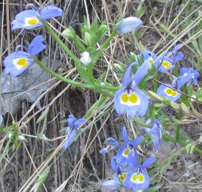 Downingia bacigalupii, photographed by sprcrkwild