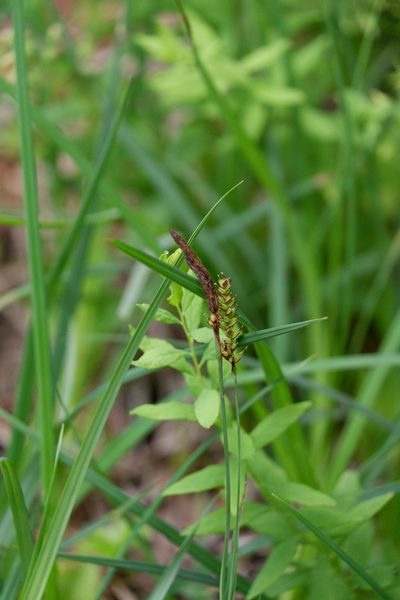 Carex polymorpha, photographed by Bonnie Semmling