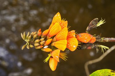 Erythrina edulis, photographed by Daniel Mesa
