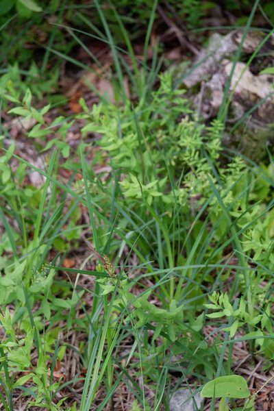 Carex polymorpha, photographed by Bonnie Semmling