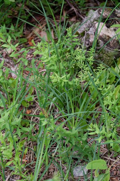 Carex polymorpha, photographed by Bonnie Semmling