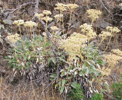 Eriogonum compositum, photographed by sprcrkwild