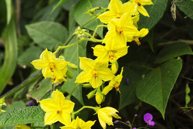 Solanum juglandifolium, photographed by Daniel Mesa