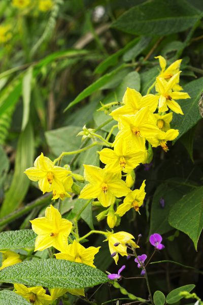 Solanum juglandifolium, photographed by Daniel Mesa