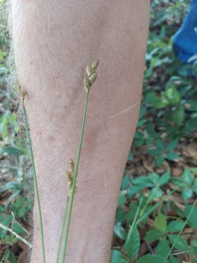 Carex longii, photographed by Athena Philips