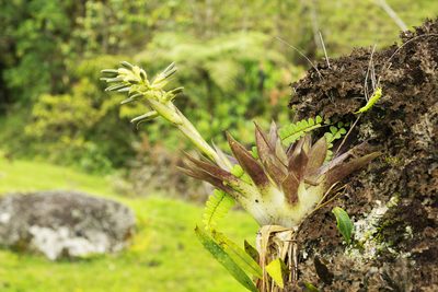 Tillandsia biflora, photographed by Daniel Mesa